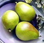 pear anjou fruit tree