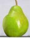 pear comice fruit tree