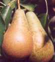 pear concorde fruit tree