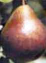 seckel pear fruit tree