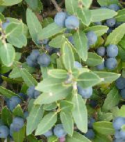 phillyrea angustifolia false olive seed plant