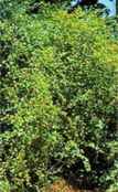physocarpus opulifolia ninebark tree seed
