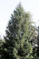 picea abies norway spruce tree seed
