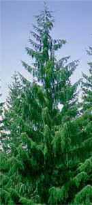 picea brewerani brewer spruce seed plant