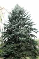 picea pungens colorado blue spruce seed tree