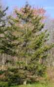 picea rubens red spruce seed tree