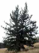 pinus aristata bristlecone pine seed tree