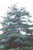 pinus armandii  chinese white pine seed tree seedling
