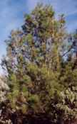 pinus attenuata knobcone pine tree seed seedling