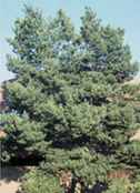 pinus contorta latifolia lodgepole pine tree seed