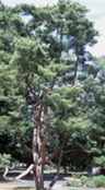 pinus densiflora japanese red pine tree seed