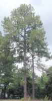 pinus elliottii slash pine tree seed
