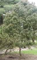pinus mugo pumillo dwarf mugo pine seed tree