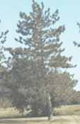 pinus resinosa american red pine norway tree seed