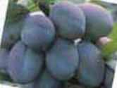 stanley plum tree fruit