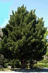 podocarpus macrophylla kamaki japanese yew pine seed palnt