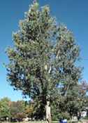 populus deltoides imperial carolina poplar tree