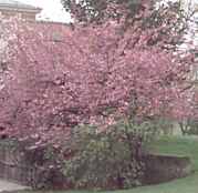 prunus serrulata oriental cherry tree seed
