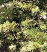 pseudotsuga sinensis chinese fir seed