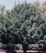 pyrus usseriensis harbin pear tree fruit 