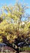 quercus acutissima sawtooth oak seed tree