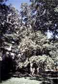 quercus bicolor swamp oak tree seed