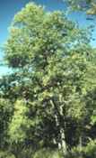 quercus ellipsodalis northern pin oak tree seed
