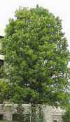 quercus lyrata overcup oak seed tree