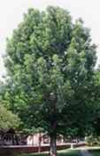 quercus michauxii basket oak tree seed