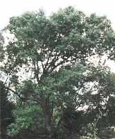 quercus muehlenbergii chinkapin oak tree seed