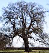 quercus robur english oak tree seed