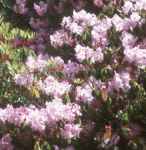 rhododendron fortunei