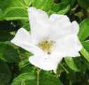 rosa rugosa alba white rose seed