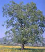 salix alba white willow tree plant seedling