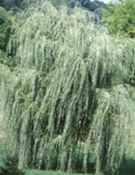 salix babylonica weeping willow tree plant