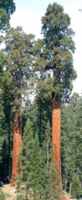 sequoiadendron gianteum giant sequoia seed tree