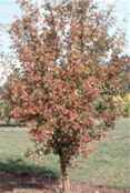 sorbus alnifolia mountain ash tree seed