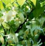 styrax americana american snowbell shrub seed