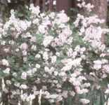 syringa patula miss kim lilac tree 