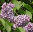 syringa vulgaris common lilac old fashioned seed tree