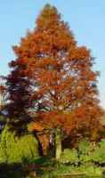 taxodlium distichum bald cypress tree seed