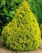thuja occidentalis rheingold arborvitae shrub plant