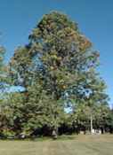 tilia americana american linden seed tree