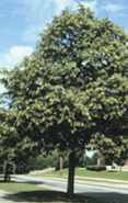 tilia cordata Littleleaf linden tree seed