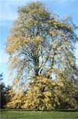tilia tomentosa silver linden seed tree