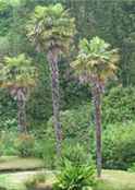 trachycarpus fortunei windmill palm tree seed