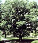 ulmus parvifolia Lacebark elm seed tree