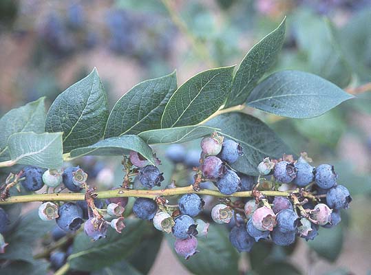 vaccinium corymbosum highbush blueberry fruit 