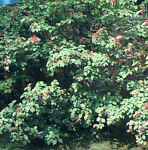 viburnum dilatatum linden tree seed