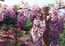 wisteria sinensis blue chinese seed